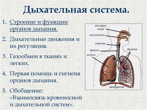 Выяснить причину затруднений дыхания