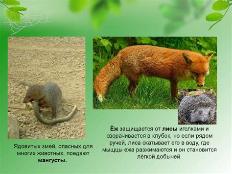 Гадюки и их способы адаптации к окружающей среде