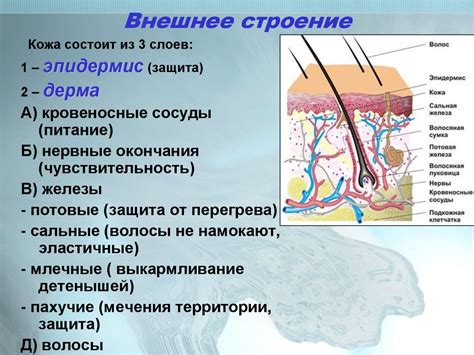 Генетическая предрасположенность: влияние на волосяной покров подбородка
