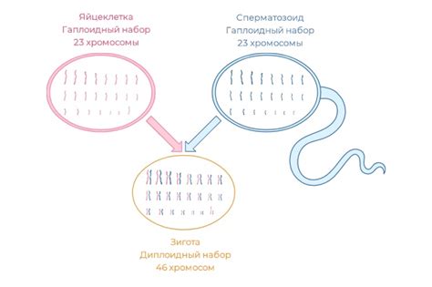 Генетические аномалии как возможная причина неприкрепления эмбриона