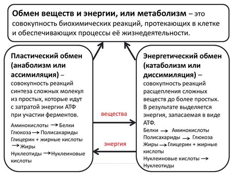 Генетические факторы, определяющие обмен веществ