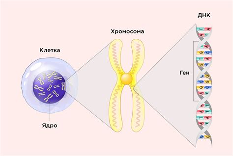 Гены, отвечающие за наследственность внешности и их передача