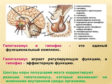 Гипоталамус: контроль организма и поддержание равновесия