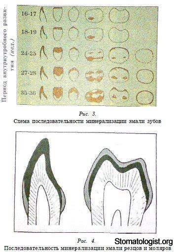 Гистологические и морфологические особенности