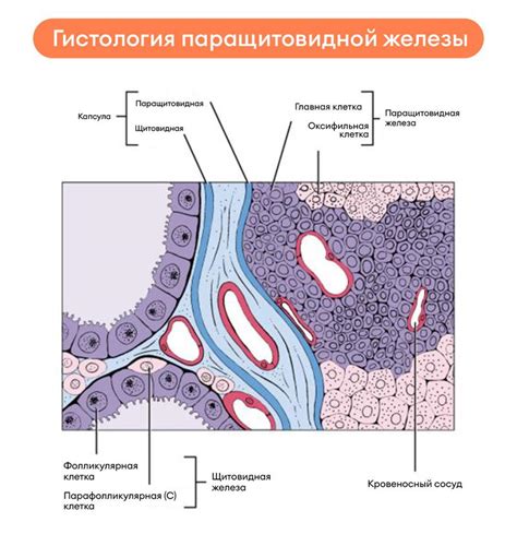 Гистология и биопсия кишечника: различия и связь