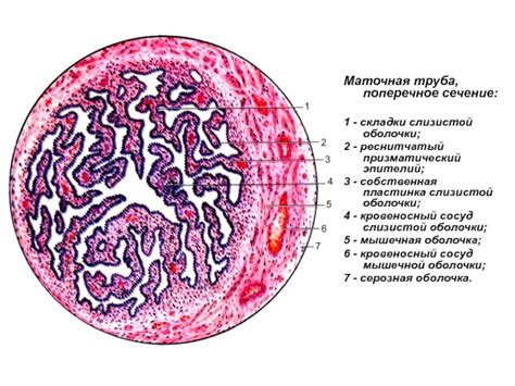 Гистология маточной трубы: основные структуры и функции