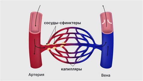 Главные источники появления ощущения текучести внутри кровеносных сосудов