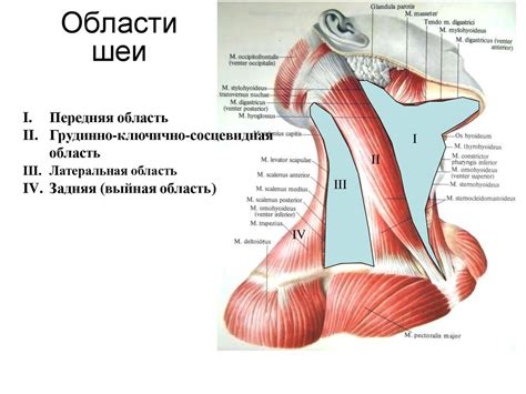 Главные факторы возникновения узкости сосудов в области шеи