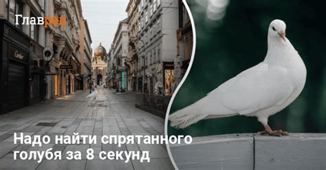 Гладить голубя на улице: значения сновидения