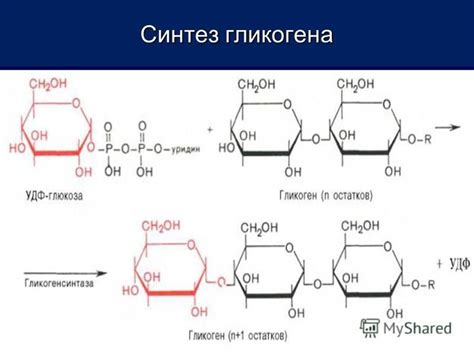 Гликоген: места синтеза и хранения