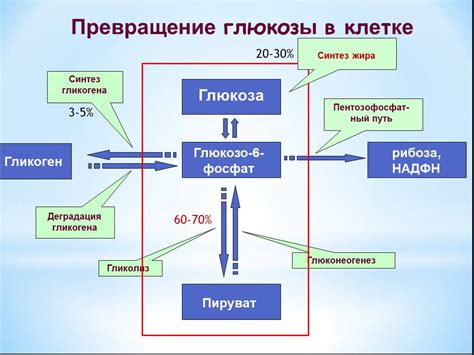 Гликоген: основные понятия