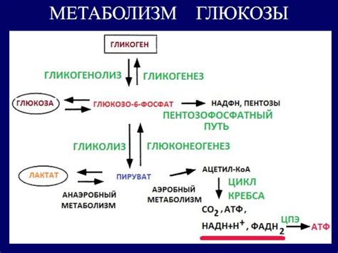 Гликоген: роль в организме и метаболические процессы