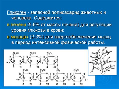 Гликоген: структура и состав