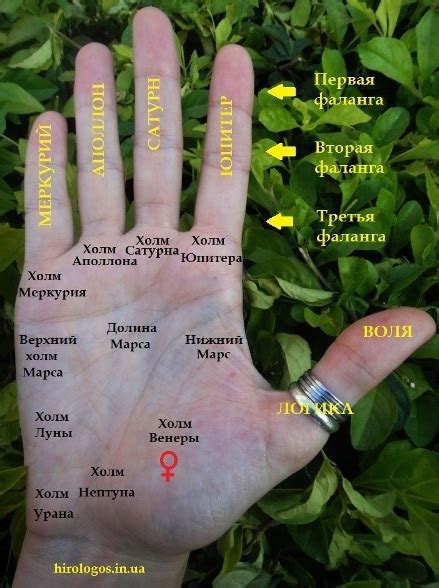 Глубинный символизм: скрытые послания, резонирующие в кольце на палец безымянный слева