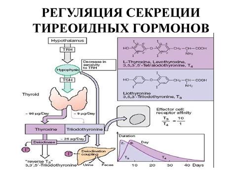 Глюкоза: роль в регуляции уровня гормонов