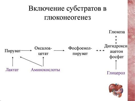 Глюконеогенез и питание