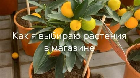 Глядя на свои предпочтения