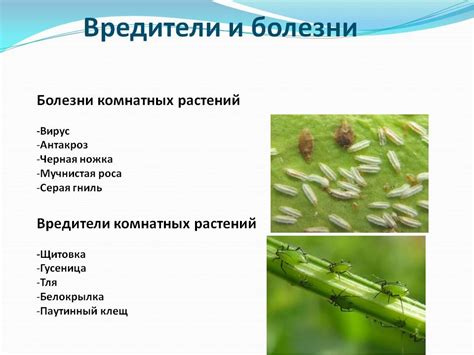 Гниение цветка: причины и следствия