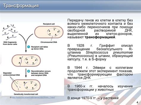 Головни и их связь с генетической информацией