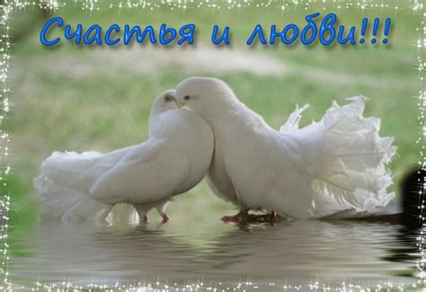Голуби как символ любви и счастья