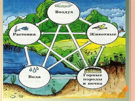 Голубка в квартире: связь с природой