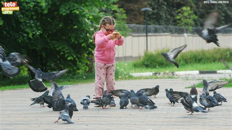 Голубь в культуре разных народов