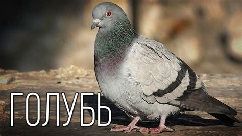 Голубь в разнообразных обычаях и культурах: семантические нюансы и толкования