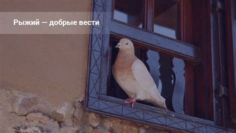Голубь залетел в гараж: примета и значение