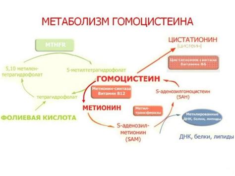 Гомоцистеин: гормон у женщин, норма, причины повышения и снижения уровня