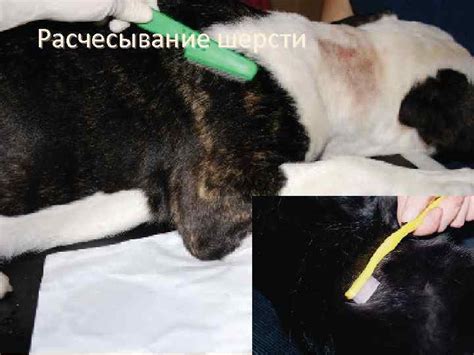 Грамотное расчесывание шерсти шяхярдей