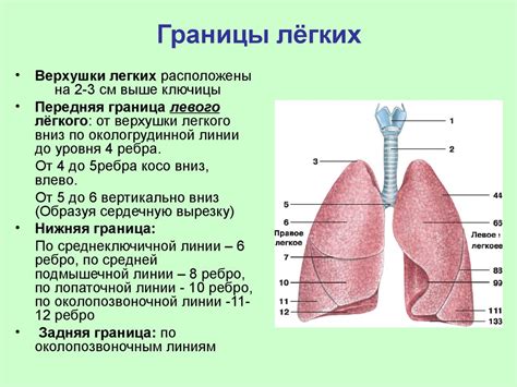 Граница легочных зон: определение и значение