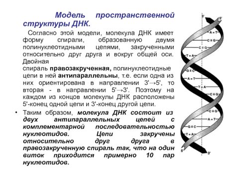 Двойная спираль и значимость нуклеотидов