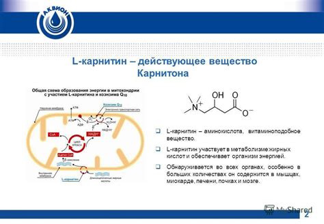 Действие L-карнитина на организм