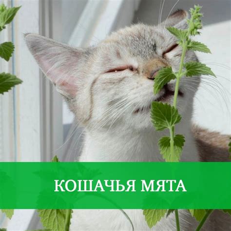 Делаем своего питомца особенным в сообществе VK
