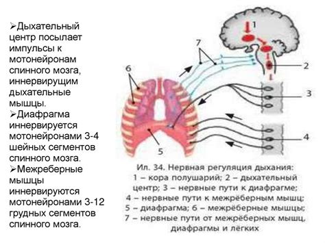 Деятельность дыхательного центра в структуре нижней части головного мозга