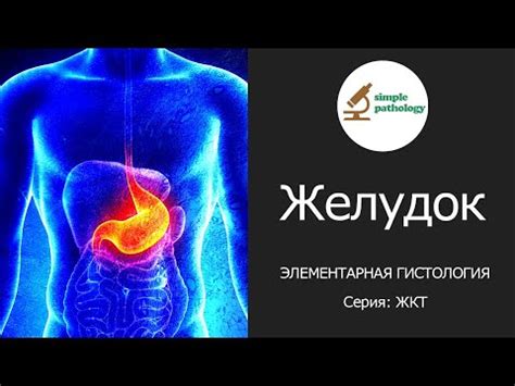 Диагностика заболеваний на основе гистологического исследования