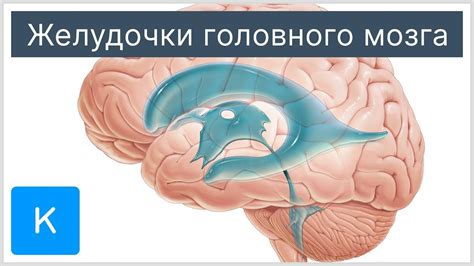 Диагностика нарушения развития малого отдела головного мозга у взрослых