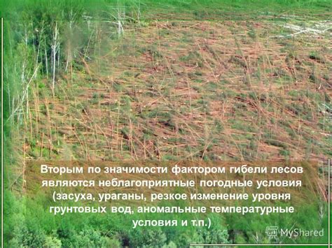 Дополнительные меры по обеспечению безопасности деревьев в неблагоприятные погодные условия