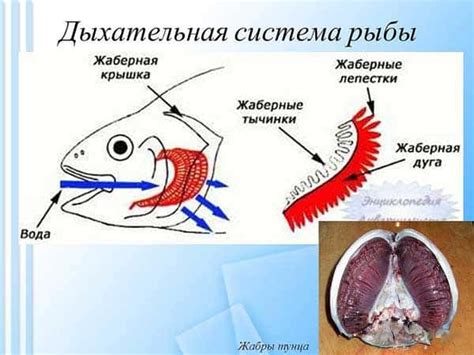 Дыхание у донных рыб: особенности и адаптации к недостатку кислорода