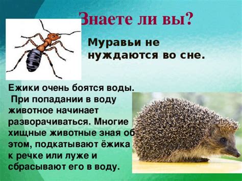 Ежики во сне: символ безопасности и обороны