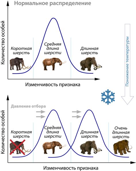 Естественный процесс смены шерсти