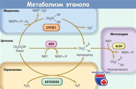 Жидкости, способствующие снижению концентрации алкоголя в организме