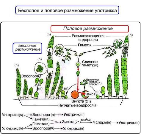 Жизненный цикл и ареал распространения тысячелистника