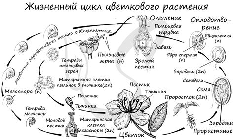 Жизненный цикл и особенности поведения голца Леванидова