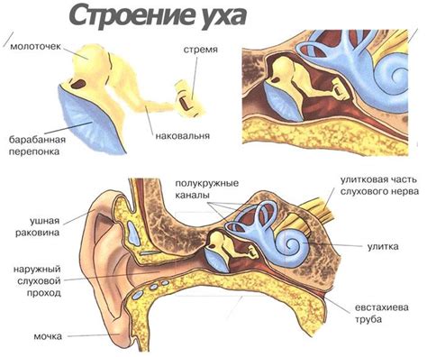 Заболевания, приводящие к появлению шума в ушах и признаки их распознавания