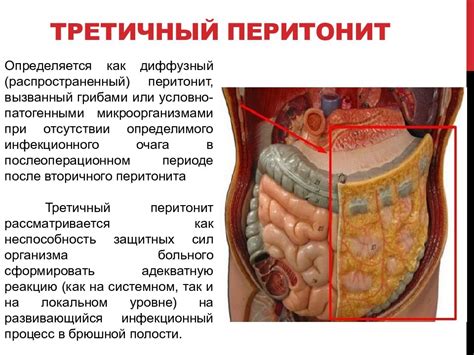 Заболевания и состояния, приводящие к снижению аппетита у домашних питомцев