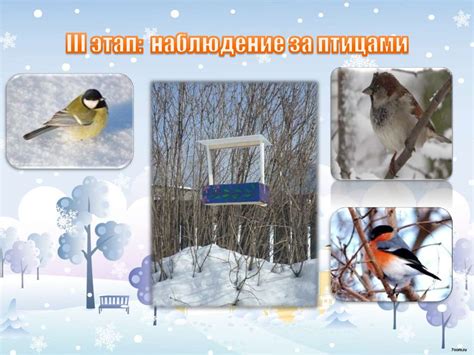 Забота о пернатых телеграфистах