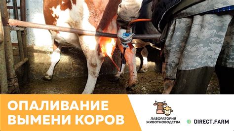 Заботливый подход к уходу за выменем для предотвращения самососания