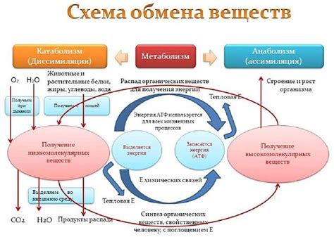 Загрузите свой обмен веществ с питательным завтраком