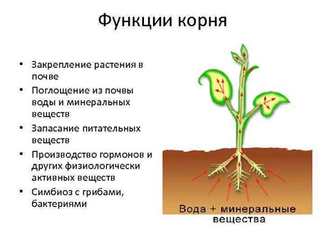 Закрепление молодого растения и подготовка почвы